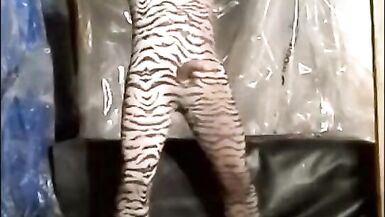 वासना में फंसे बाघ मुक्त और झटके से मुक्त हो जाते हैं