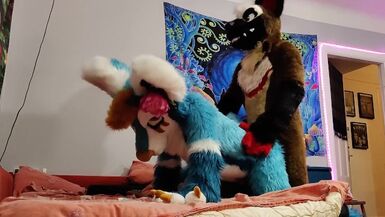 Köpek bangs bir tilki ve boşalan üzerinde onun yüz