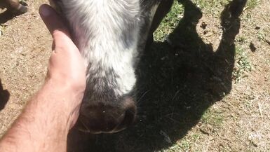 Fun at the farm - Worn out socks got holes in them, should I throw them out - Manlyfoot - Censored