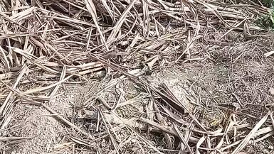 Once again all the goods in the sugarcane field - 1 image