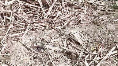 Once again all the goods in the sugarcane field - 2 image