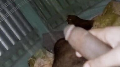 Bangladeshi teen boy dick flashing teen boy handjob alone home