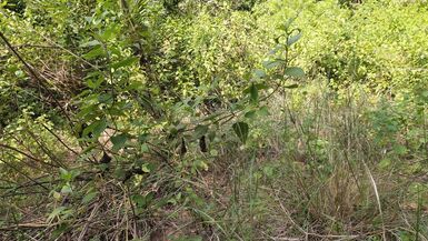 Masturbating on forest outside